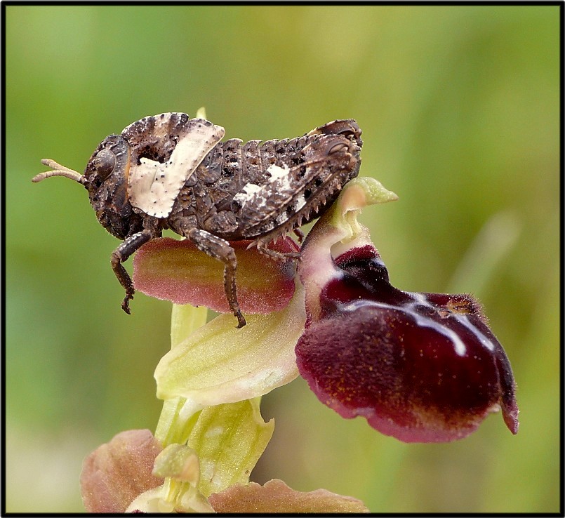 Prionotropis appula (stadio giovanile)